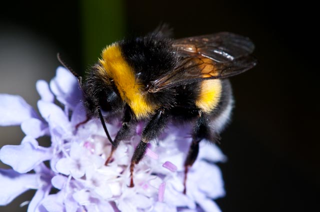 Bombus del gruppo terrestris